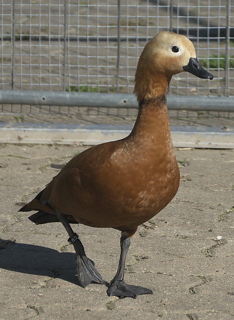 想要